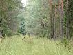 godzina 16.50. W jednym oddziale, przy jednej linii w tym samym czasie odzywaj� si� 3 byki... ka�dy ma chmar�. Niestety wszystkie 0k 6-8 lat i wszystkie obustronnie koronne. 2 oddzia�y dalej te� rycz�... rozlega si� huk... tam by� tata. Efekt b�dzie w galerii po preparacji ;) 
