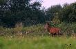 By�o ju� p�no... byk by� bardzo daleko.... zdj�cia s�abe... ale pi�knie rycza� wi�c Wam go poka�e.... pozdr