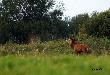By�o ju� p�no... byk by� bardzo daleko.... zdj�cia s�abe... ale pi�knie rycza� wi�c Wam go poka�e.... pozdr