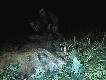 21.09.2012r. godz. 20.30 - m�j pierwszy triplet dzik�w :-) Licznik wskazuj� ju� 96. (Przepraszam za jako�� zdj�cia ale lampa jako� s�abo b�yska�a.)