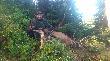 Micha� z bykiem, z ty�u posokowiec Micha�a Kufel. 