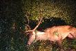 Strzelony 21.09.2012 o godz. 18.50, waga 133kg, wiek oceniony po uz�bieniu 4-5 LAT