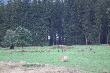Las�wka, chmara jeleni na �akach. �owisko mojego brata jest naprawde bogate w p�ow�. Zdjecie robi� Janusz2. 
