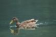Le�nik1, tu jest 400mm, iso 800 i 1/125 i tez z r�ki.