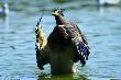 Idealnie na strza� komorowy :-) D.B