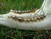 I dla wprawy zdj�cia �uchwy, treningu nigdy za wiele :-)