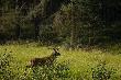 Kilka razy wy�azi� mi w tym sezonie na strza� :-)