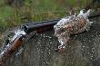Niew�tpliwie jest co� magicznego w polowaniach z dubelt�wk�. 