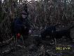   --  21  --tym razem wycinek odnaleziony przez Pako i Imbora kt�rych w�ascicielem jest m�j brat Remol 308. .. Pierwszy raz Pako g�osi� pisz�cego testament wycinka....Chyba za�apa� o co chodzi.....Gratuluje super psiak�w.. Strza� niska komora 8 -eczk�  (70 m)z wolnej r�ki..DB...RAJMUND..