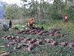 12.10.2012 1�ania 18 dzik�w 17 saren 
2 lisy