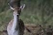 W weekend wybra�em si� do lasu z my�l� fotografowania danieli.