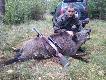 Odyniec 119 kg. Darz B�r Maciej