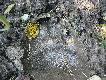 Stary trop m�odego misia 