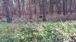 muflony w G�rach Bystrzyckich. 
