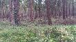 muflony w G�rach Bystrzyckich. 