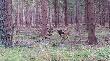 muflony w G�rach Bystrzyckich. 