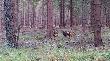muflony w G�rach Bystrzyckich. 