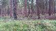 muflony w G�rach Bystrzyckich. 