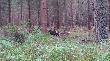 muflony w G�rach Bystrzyckich. 