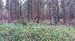 muflony w G�rach Bystrzyckich. 