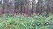 muflony w G�rach Bystrzyckich. 