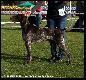 14.10.2012 Wystawa Nowy Dwor Mazowiecki -  ARCHIE Keiviento - dosk.1, CWC, Zwyciezca, Zwyciezca Rasy BOB, BOG IV :))) 