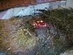 Gdyby nie kr�gos�up to nie by�oby �ladu po przestrzale