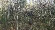 Przed p�dzeniem na Hubertusie W�growskim