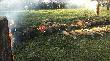 Hubertus W�growski, pokot :
1 �ania, 1 koza, 18 dzik�w, 7 lis�w, 1 jenot