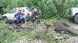 Dzisiejszy pokot z k�,Knieja' B-stok.Kol. z  jamniczka,uzupe�nia� sie w trakcie polowania  jako pogotowie postrza�kowe.