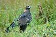Orze� przedni, Bieszczady