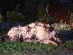 �w. Hubert zn�w obdarzy� mnie ciekawym bliskim spotkaniem :)
obserwowa�em go kilkadziesi�t razy wcze�niej ale wczoraj podszed� do mnie na 20 metr�w pomimo szar�wki nawet nie musia�em w��cza� punktu w lunecie bo krzy� widzia�em tak wyra�nie :)  Dzieki ci �w. Hubercie. ( w skupie 75 kg.)