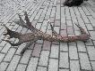 Zrzut dwudziestaka 5,5kg.
Zrzut dwudziestaka 5,5kg.Dodaem dwa kolejne zdjcia.Teraz wida jego wielko i mas.Zosta znaleziony kilka lat temu na Warmii.
