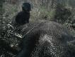 dzie� wcze�niej, tez po ostatnim p�dzeniu, locha 70kg postrzelona na mi�kkie posz�a po strzale w bardzo ciekawy teren, m.in. uchodzi�a ostr� skarp� ok 6m w d�, potem przez mokrad�a w trzciny, gdzie po ok 800m czeka�a na Hebana. zatrzymal j� kilkadziesi�t metrow dalej :)