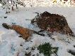 Dla okrasy o 4:30 wysz�a ta m�oda liszka. Strza� na sztych w krawatk� .308W amunicja SAKO 11,7g. p�p�aszcz, odleg�o�� 30 metr�w a kula w tuszce... ;o/