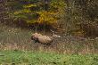 Na pe�nym biedu do lasu- to jest hardcor :-))) D.B