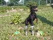 FALK Bukowa Ostoja 
Zw.Klubu NTM 2012,Ch.LT,Pl 3xCACIB,5xCAC,5xBOB
Pr�by Dzikarzy dypl.I st. 1 lokata,Pr�by Ma�ych ras dypl.I st.1 lokata,Mi�dzynarowody Konkurs Norowc�w na S�owacji Ludanice-2 x I.c. CACIT,Mi�dzynarowy Konkurs Dzikarzy Przechlewko dyplom I stopnia.