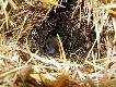 Poszed�em zobaczy� co le�y przy s�omie, bo by�o tam co� kolorowego. Okaza�o si� �e to pozosta�o�ci po jakich� pijaczkach, ale schylam si� a ty jakby miauczenie m�odego kota w stogu. Po ciemku nie zobacz�, ale jest "flesz" w aparacie... i okaza�o si� ze naszym "kotkiem" by� zaskakuj�co ma�y lis
