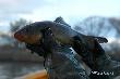 Liny, mi�tusy, sandacze, szczupaki, okonie, eh! ...rarytasy