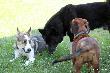 Emma,Iwan,Fero...fot.Becaz wn