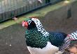 10-11-2012 ZOO. Co on ma w dziobie i po co?
