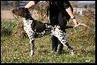 IZIS z Czarciego Uroczyska - 8 m-cy