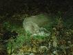 7.11.12 Do po�udnia prace w �owisku, za� po po�udniu wypad na ��w. Efekt jest.
Darz B�r