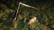 Mia�y by� jelenie, a nie wysz�y, za to pokaza� sie rudzielec. 20 lisek brata w tym sezonie.
