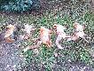 Wieczorne polowanie na wab - 5 lisk�w pozyskanych 2 usz�y postrzelone 3 posz�o bez strza�u , polowanie zaliczone do udanych.
