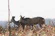17-11-2012. Ci�ko podej�� sarny na polu. Lepiej jak one to zrobi�. Zaleg�y ko�o mnie jakie�20m na 1 godzine my�l� i musia�em z nimi le�e� i czeka� a� si� wy�pi�. Podczo�ga�em si� jeszcze do nich skracaj�c dystans. Patrzy�y co robie i zasypia�y dalej zadowolone �e kto� chroni im ty�y patrzy�y w drug� stron�.