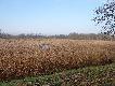 W tym w�a�nie trzcinowisku siedzia�y dziki