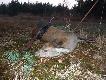 Ciele jelenia strzelone na oko�o 140m z Vulcana z 9,3x62...