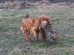 M�ChPL, ChPL BAD z Kublovske vsi