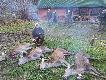Zdj�cie co prawda nie z sezonu, o kt�rym mowa w tytule galerii ale to m�j pierwszy dublet do jeleni. Na polowaniu zbiorowym u koleg�w z s�siedniego ko�a uda�o mi si� pozyska� dwie �anie- rado�� ogromna. Darz B�r